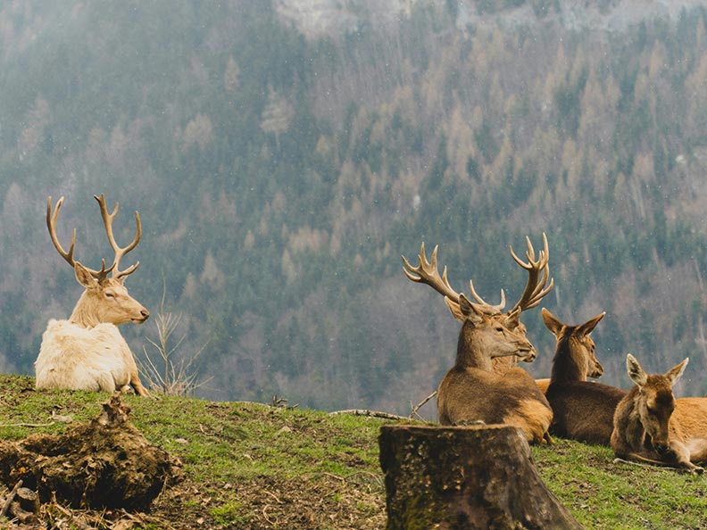 Hirsche im Feldkircher Wildpark