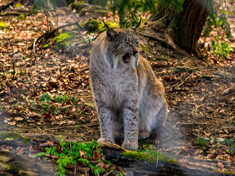 Luchs im Feldkircher Wildpark