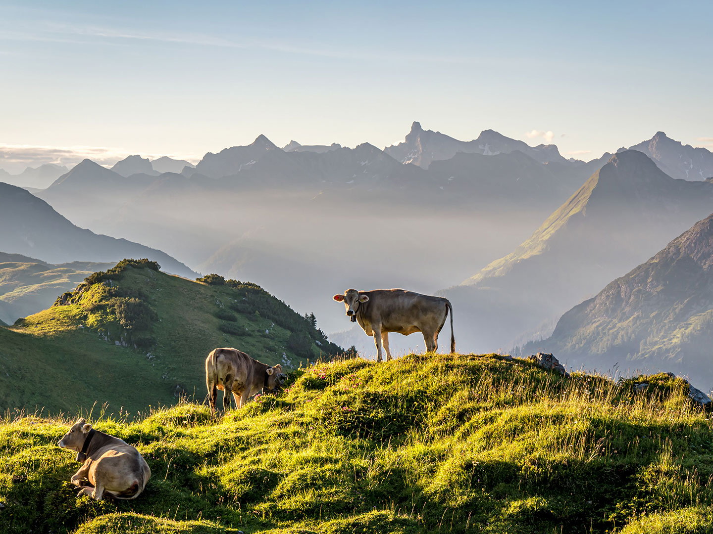 Kühe vor einer Bergkulisse im Sommer
